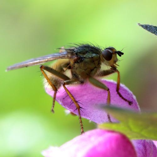 Scathophaga stercoraria